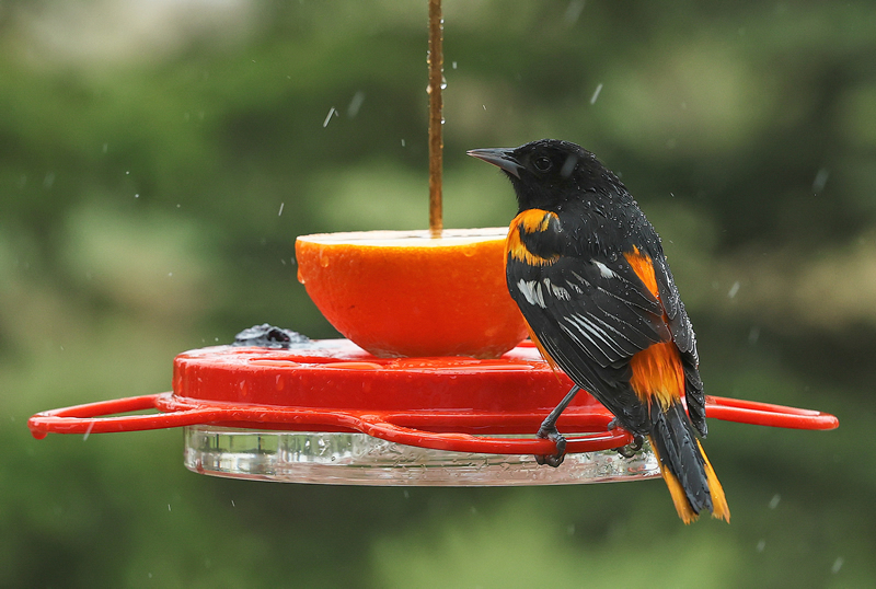 Dining in the Rain by Liz Hextall